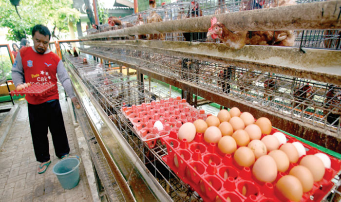 TAK SEBANDING: Melambungnya harga jagung membuat biaya operasional peternak ayam petelur membengkak.