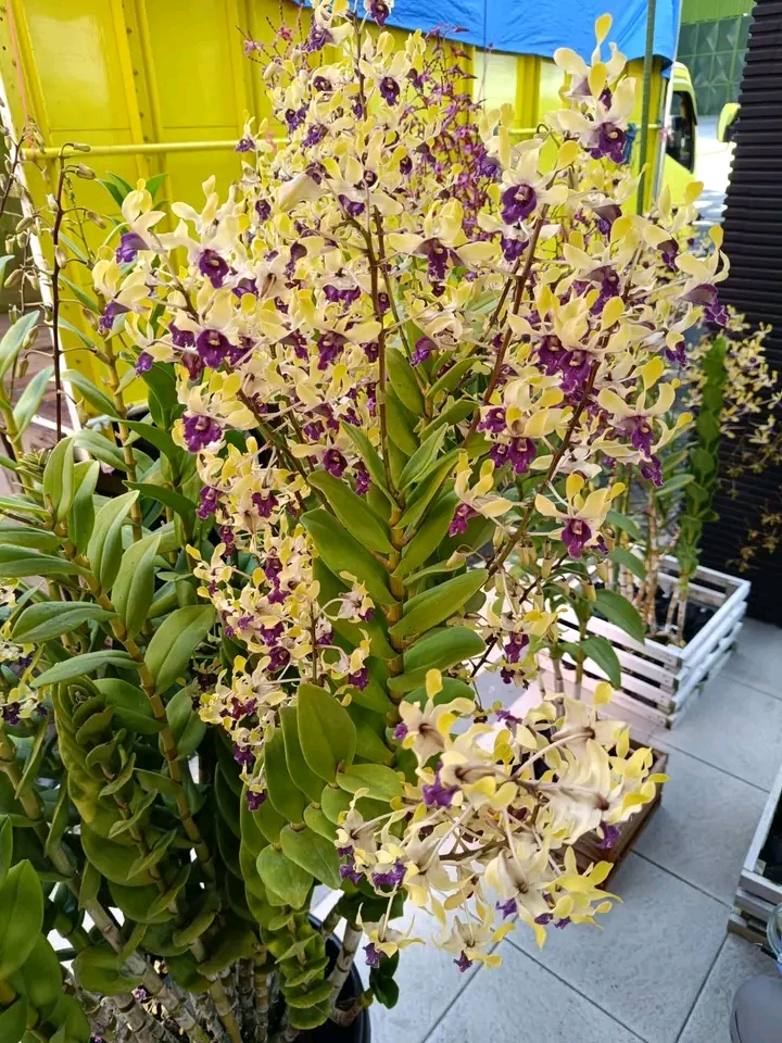 Sejumlah anggrek asal Singosari Malang siap dikirim ke Taiwan.