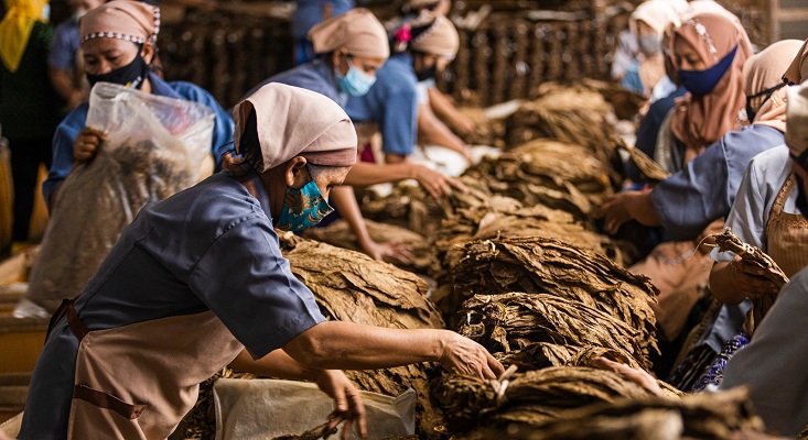 KOMODITAS MAHAL: Aktivitas pengolahan daun tembakau produksi PTPN I Regional 4. (IST)