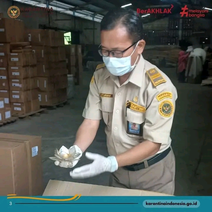 Petugas karantina memeriksa produk kerajinan limbah kerang sebelum dikirim ke Jepang (IST).
