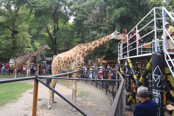 JALAN-JALAN: Zebra menjadi salah satu hewan koleksi KBS yang paling banyak penggemarnya. (SURYANTO/RADAR SURABAYA)