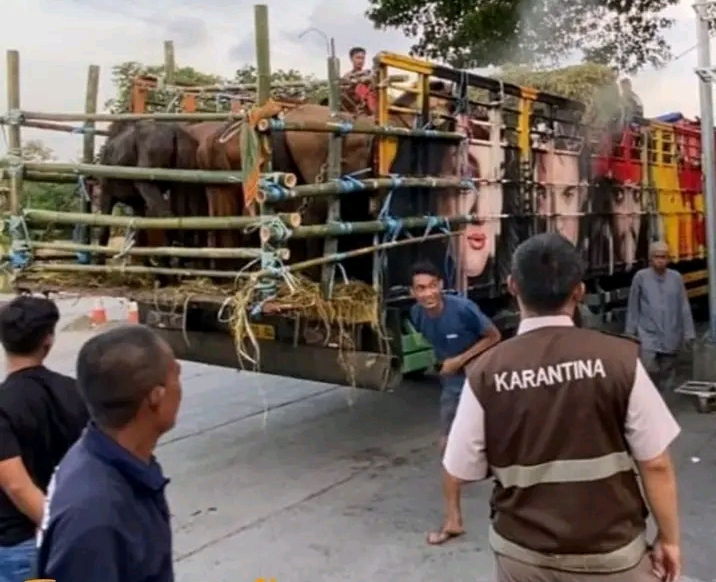 Petugas memeriksa kuda di Tanjung Perak, Surabaya, sebelum dikirim ke Sulawesi Selatan (IST).