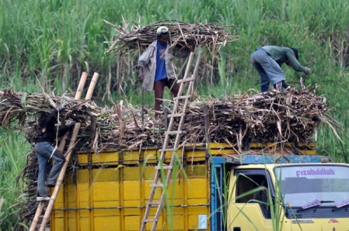 USUNG: Aktivitas panen yang dilakukan petani tebu. APTRI minta pemerintah menghabus HAP gula. (KOMINFO JATIM)