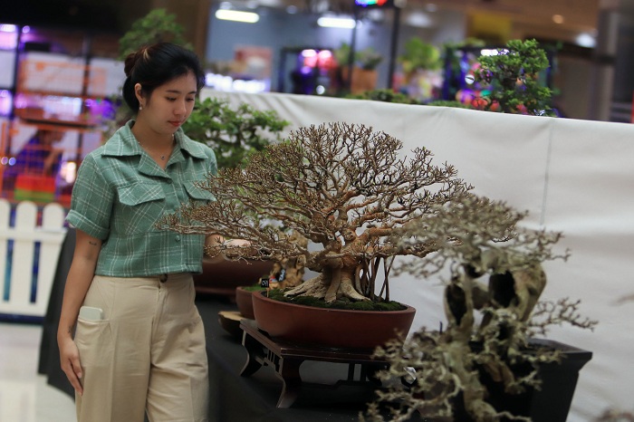 BONSAI: Pengunjung mengamati bonsai yang dipajang, dalam kontes bertajuk Gandeng Renteng yang digelar di atrium ground floor Grand City Mall Surabaya, Rabu (24/4). (ANDY S/RADAR SURABAYA)