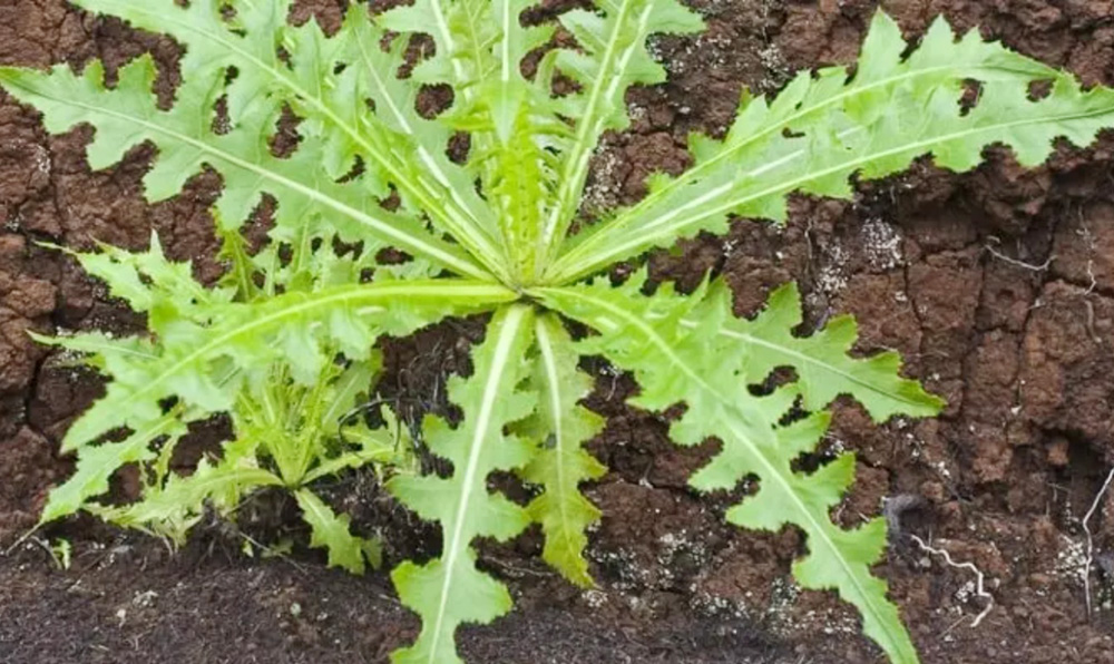 Daun tempuyung yang mampu mengobati penyakit yang menyerang ginjal.