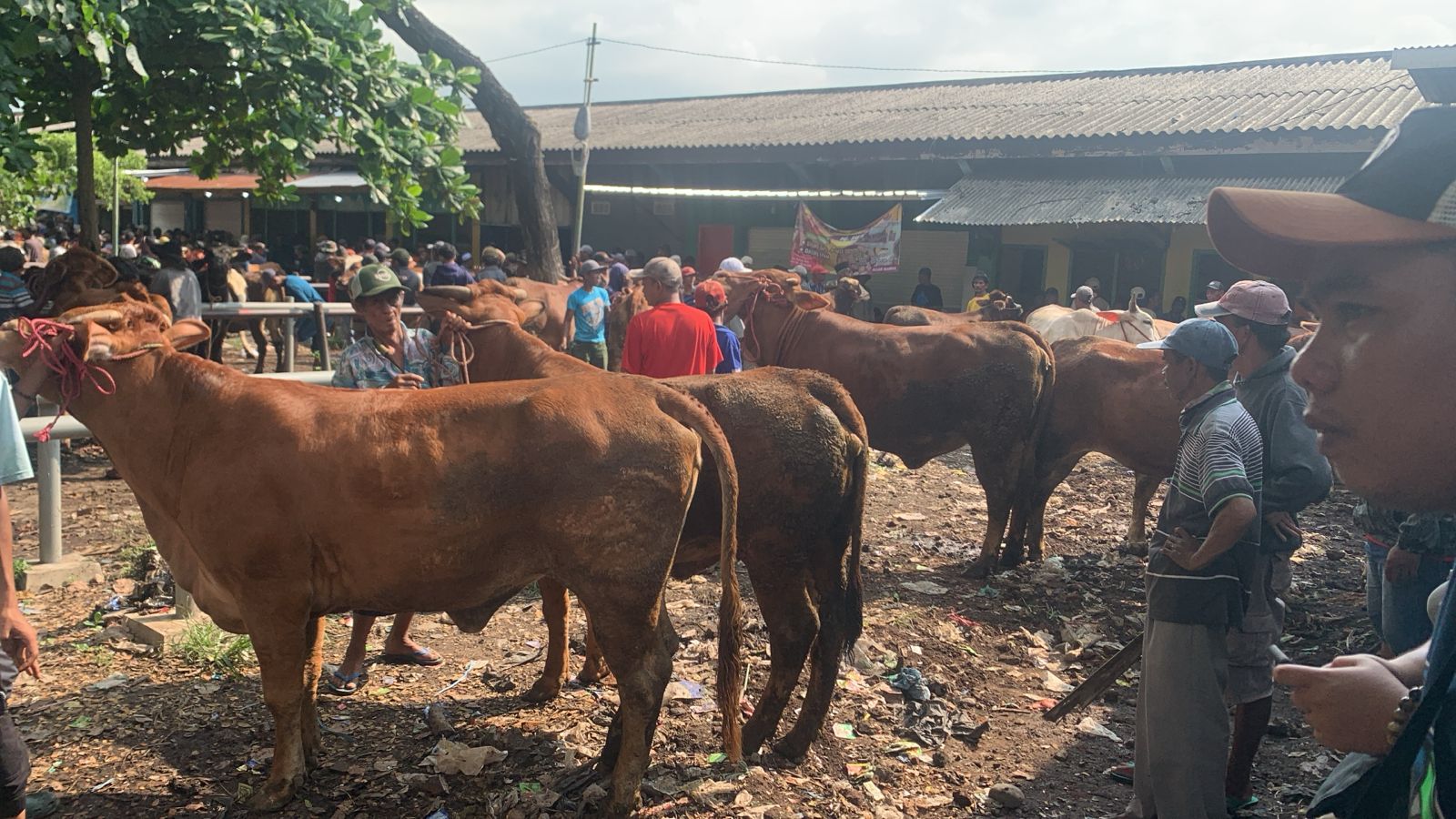 Jumlah populasi sapi potong di Jawa Timur 3,2 juta ekor. Ini terlihat dari sejumlah pasar sapi di beberapa daerah yang sangat sedikit jenis sapi jantannya.
