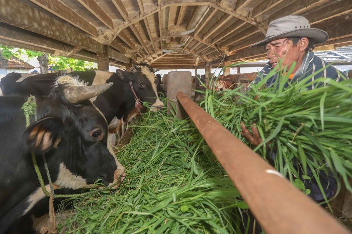 AYO MAKAN: Salah satu peternak sapi menyiapkan rumput untuk hewan ternak mereka. (ANDY SATRIA/RADAR SURABAYA)