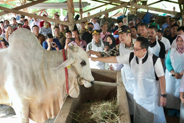 ELUS: Pj Gubernur Jatim Adhy Karyono meninjau HFT Glorious Farm, Lamongan, Jumat (7/6), untuk meemastikan ketersediaan dan kesehatan hewan kurban. (MUS P/RADAR SURABAYA)
