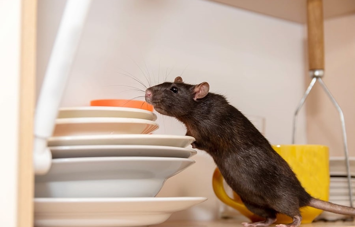Keberadaan tikus di dalam rumah sangat mengganggu, selain kotor dan membawa kuman juga kerap merusak perabotan.