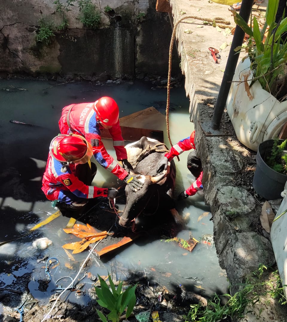 Petugas DPKP Surabaya mengevakuasi sapi qurban milik Hamdan S yang tercebur sungai Jalan Mejoyo II, Kalirungkut Surabaya Senin (17/6). (IST)