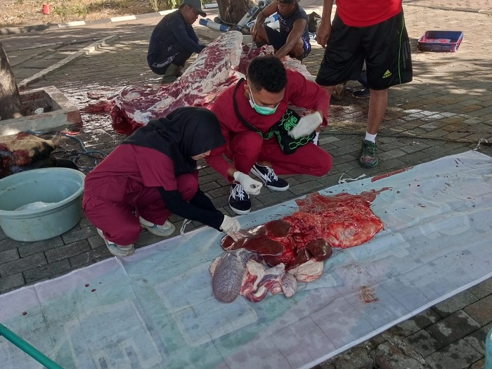 CERMAT: Petugas dari DKPP Surabaya saat melakukan pengecekan post mortem hewan kurban, Senin (17/6). (DKPP SURABAYA)