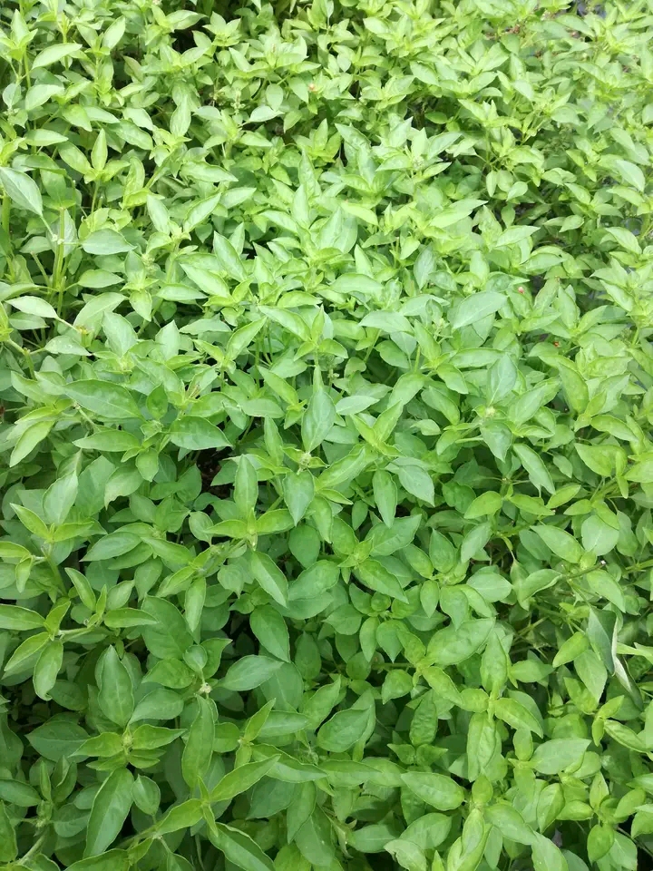 Daun kemangi kaya manfaat bagi kesehatan kita. Murah meriah dan manfaat. (IST)