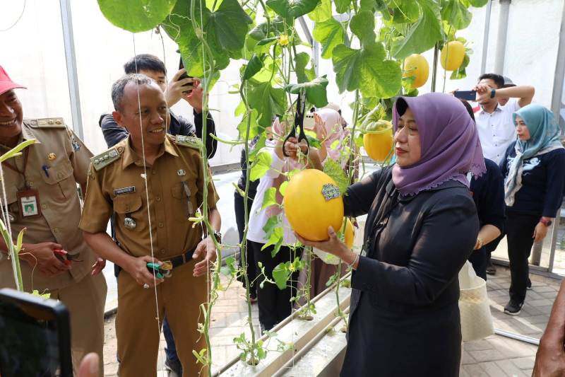 PANEN: Kepala DKPP Kota Surabaya Antiek Sugiharti bersama warga memanen melon di lahan urban farming di kawasan Jemur Wonosari, Surabaya, Selasa (16/7).