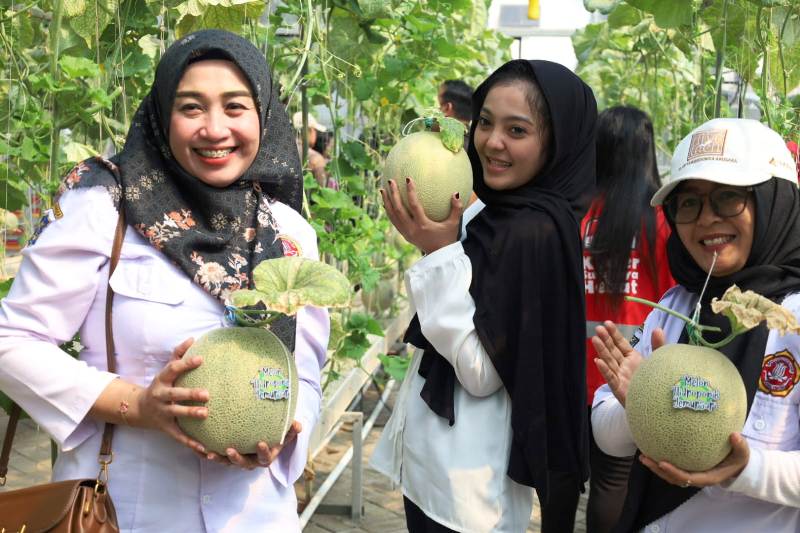 PANEN: Warga memanen melon di lahan urban farming di kawasan Jemur Wonosari, Surabaya, Selasa (16/7).