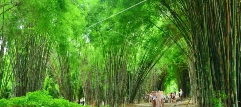HAMPARAN HIJAU: Suasana di Hutan Bambu Keputih yang asri seakan bukan di Surabaya yang sibuk dan panas.