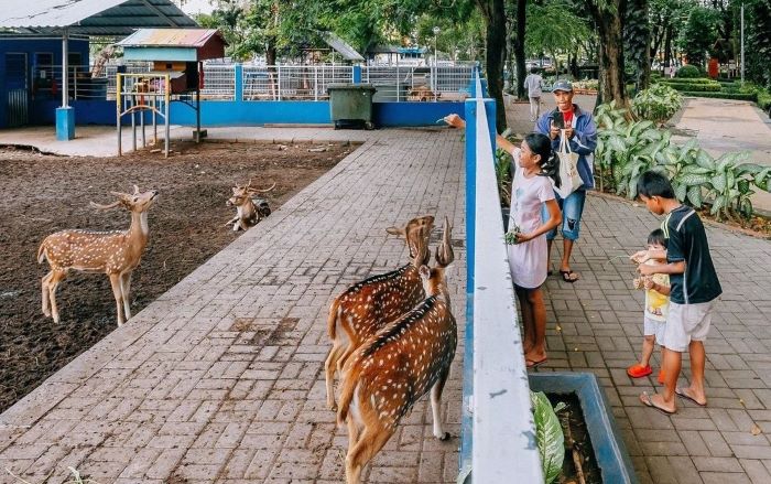 ASYIK: Salah satu kegiatan menyenangkan di Taman Flora yang tak ditemukan di taman lain adalah melihat rusa. (EXPLORESURABAYA)