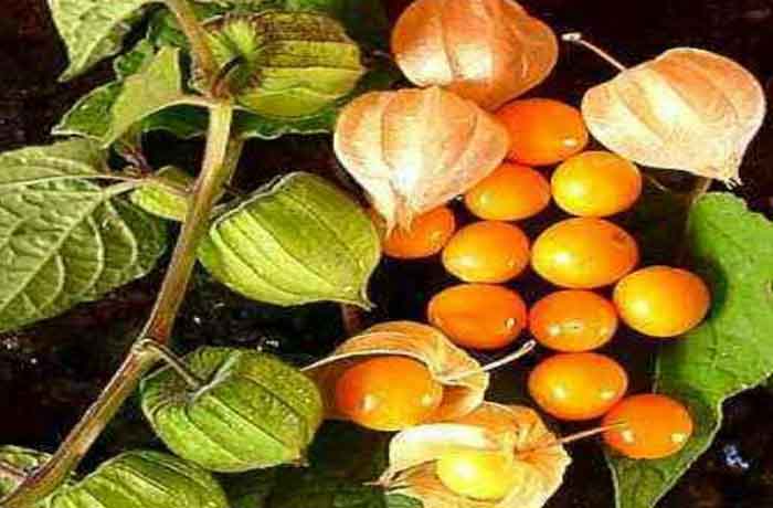 Buah cuplikan menyimpan banyak manfaat.