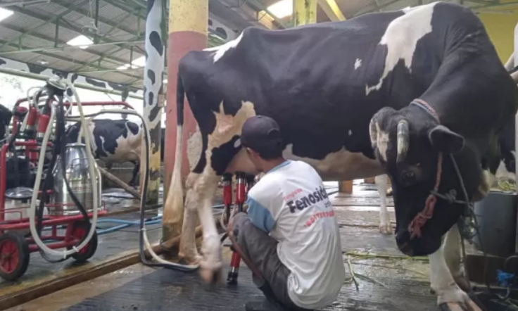 PERAH: Pekerja memerah susu sapi di Desa Kemuning Lor, Kecamatan Arjasa, Jember. (RADAR JEMBER)
