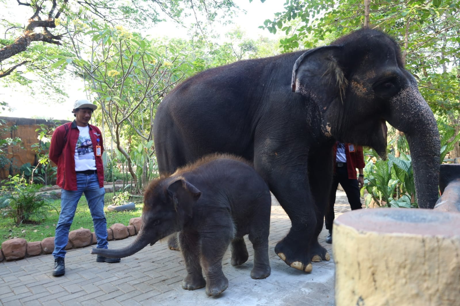 JAD DAYA TARIK: Anakan gajah Sumatera, Rocky Balboa saat dikenalkan kepada pengunjung KBS.