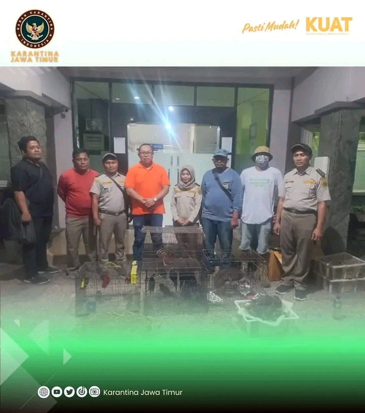 Petugas mengamankan satwa langka yang diselundupkan dari Papua ke Surabaya. (IST)