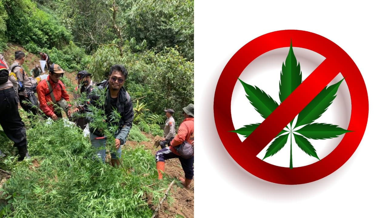 ILEGAL: Penemuan ladang ganja di kawasan TNBTS, Lumajang.