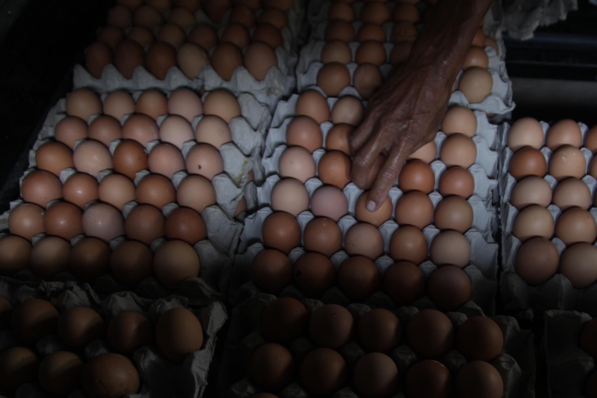 Harga telur ayam di Jawa timur relatif stabil, namun dianggap peternak masih terlalu murah.