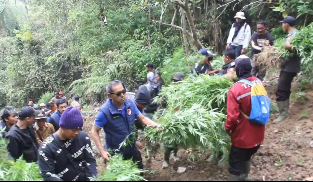 SISIR: Aparat kepolisian dibantu warga mengamankan tanaman ganja yang ditemukan di kawasan TNBTS.