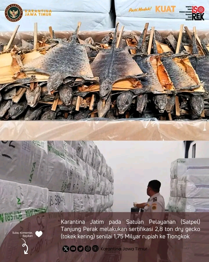 Komoditas tokek kering siap dikirim ke Tiongkok dari Tanjung Perak, Surabaya. (IST)