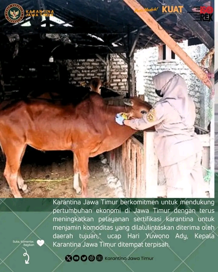 Sapi asal Madura diperiksa sebelum dikirim ke Sumatera. (IST)
