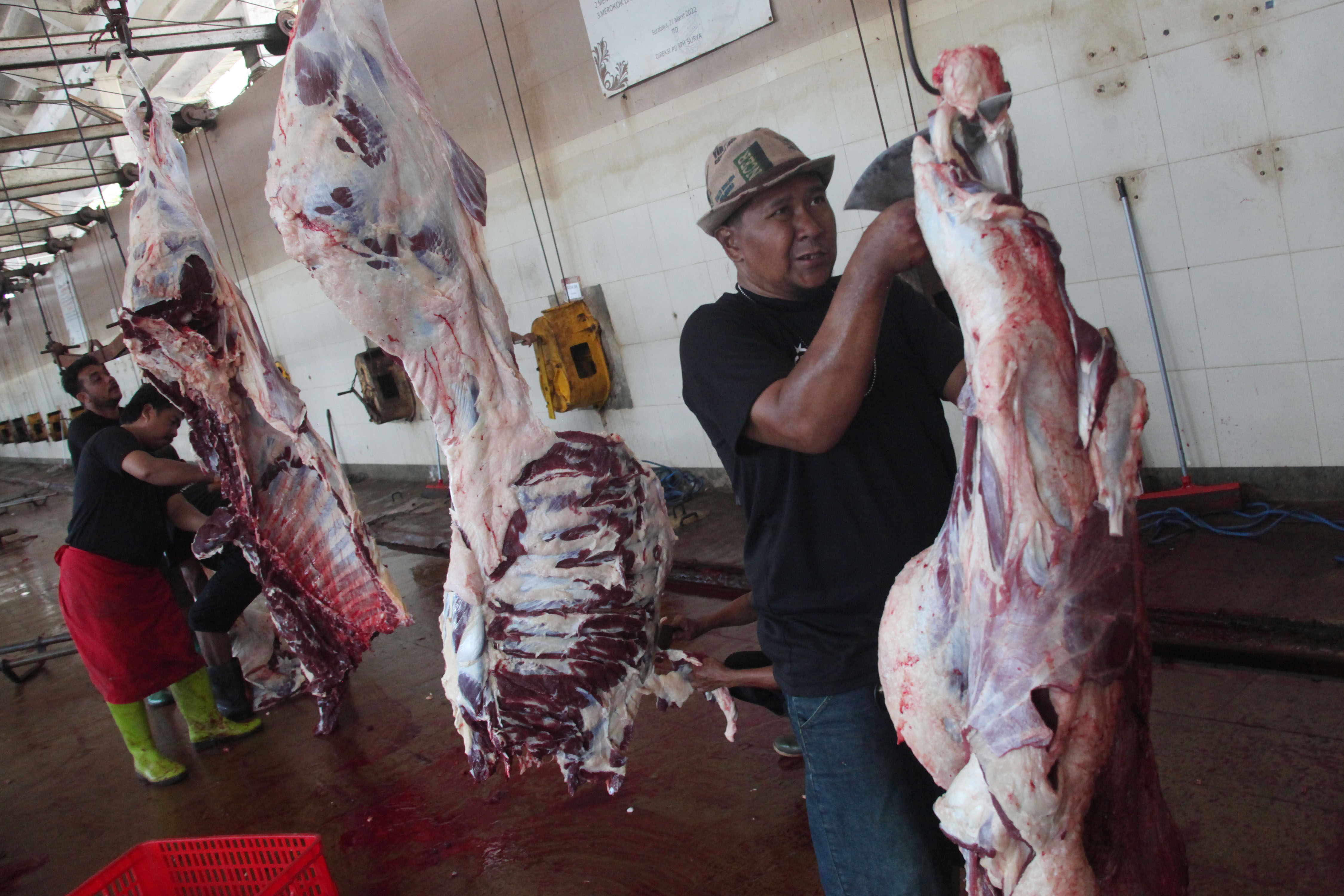 Pasokan sapi untuk kebutuhan daging di Surabaya didatangkan dari luar daerah.