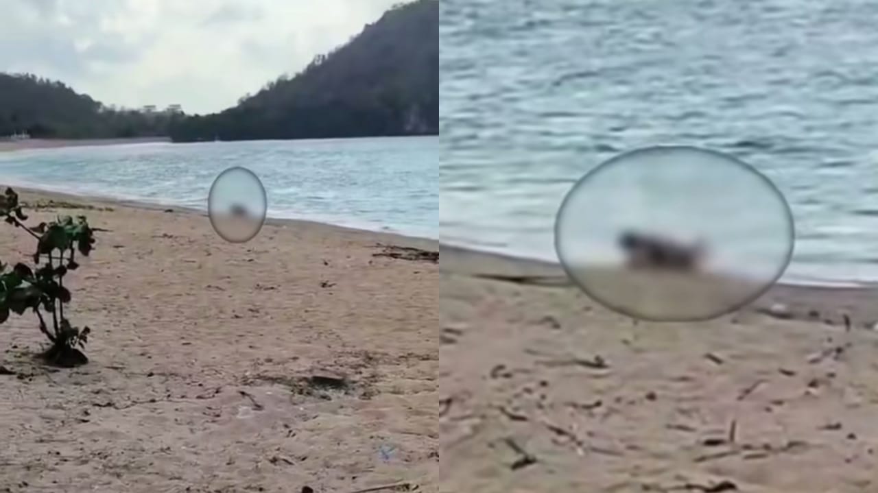Rekaman video WNA sedang melakukan hubungan intim di Pantai Kita, Mandalika, Lombok, NTB.