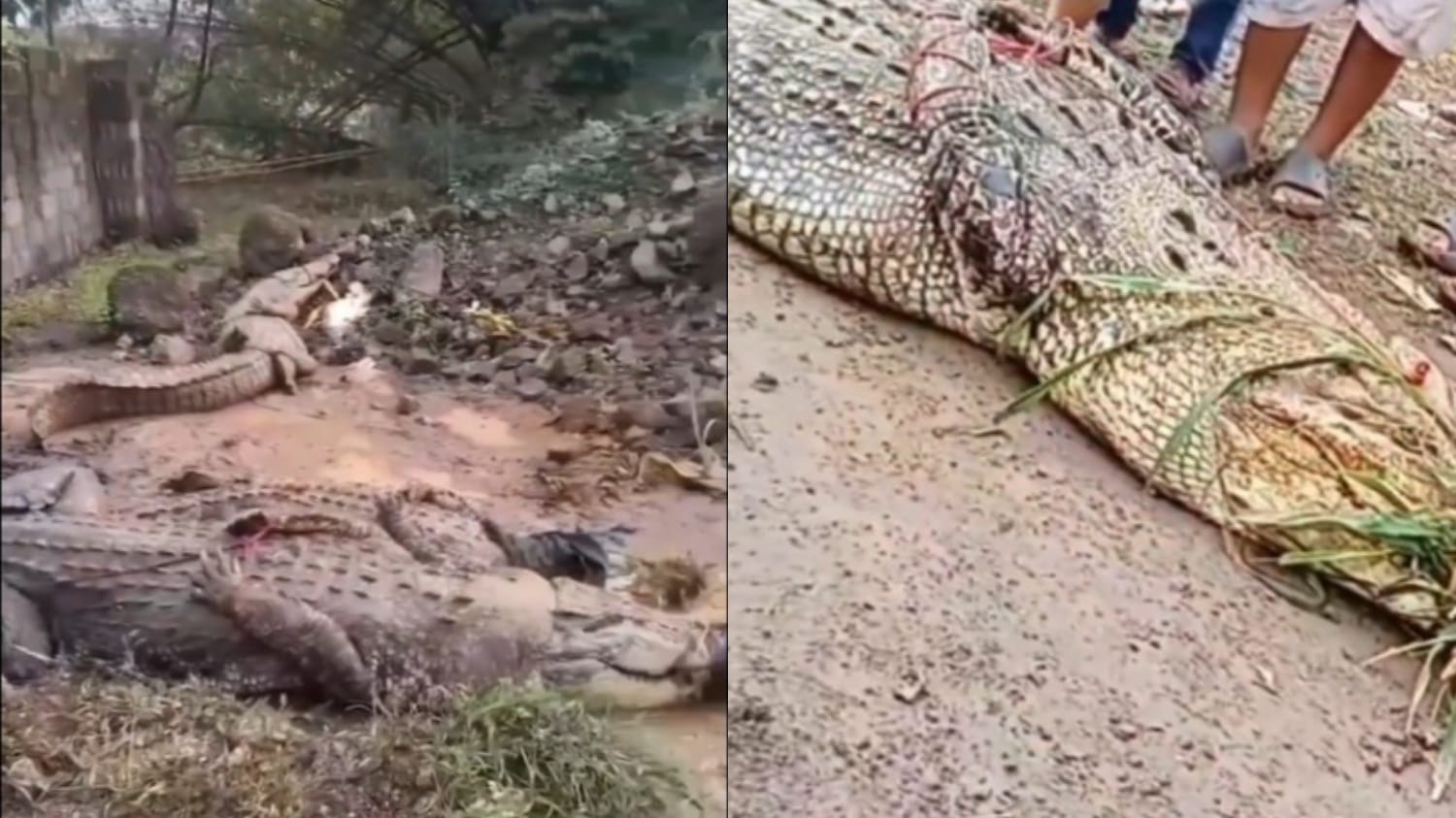 Insiden jebolnya penangkaran buaya di Cianjur gegara hujan deras.