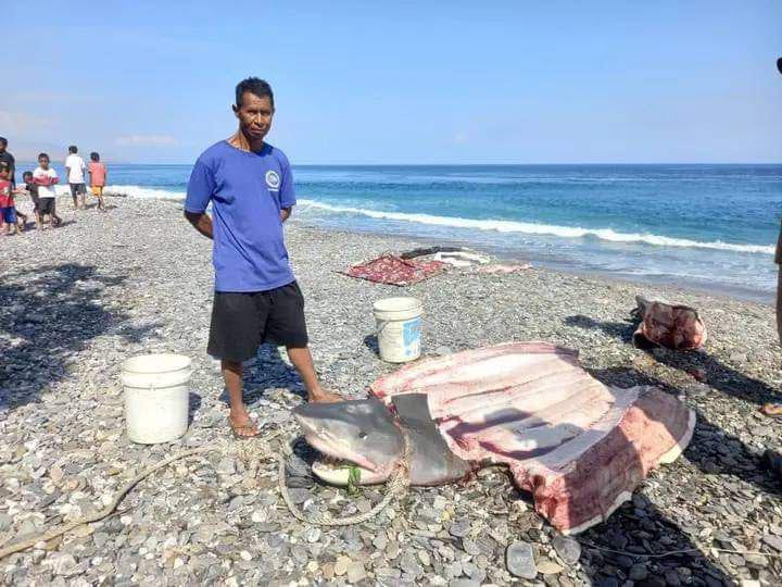 Seorang nelayan menunjukkan potongan badan ikan hiu yang telah dibedah.
