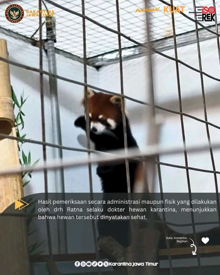 Panda merah didatangkan dari Jepang oleh pengelola taman hiburan Jatim Park. (IST)