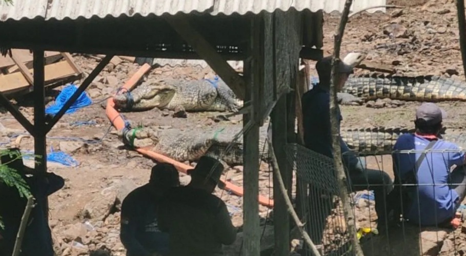 BERUKURAN BESAR: Petugas BKSDA melakukan evakuasi buaya di penangkaran Kampung Gunung Calung, Kelurahan Sayang, Kecamatan Cianjur, Jawa Barat, Rabu (16/10).