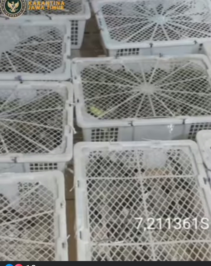 Ratusan satwa liar diamankan di Tanjung Perak Surabaya karena tidak punya dokumen pengiriman ke luar daerah. (IST)