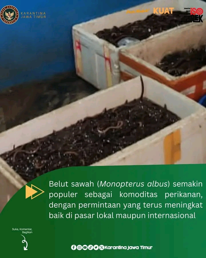 Belut sawah jadi salah satu komoditas perikanan di Jawa Timur. (IST)
