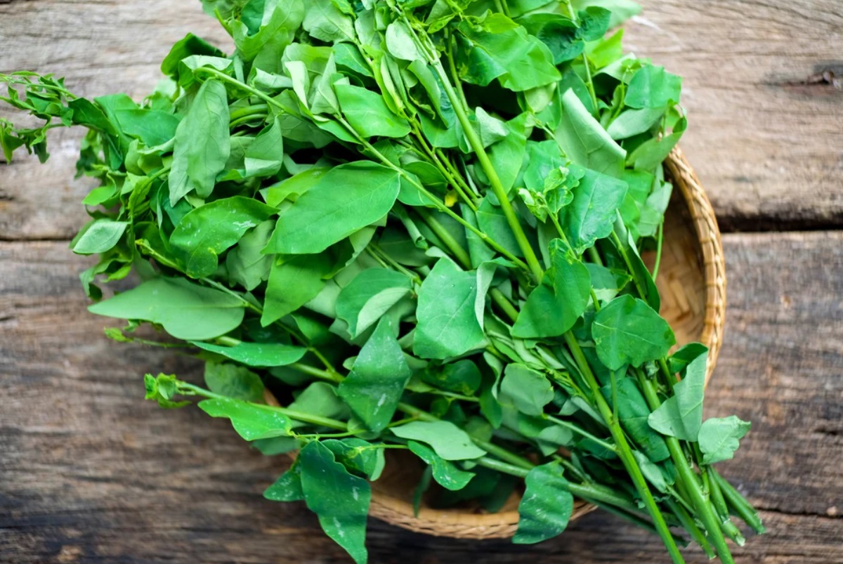 TANAMAN SUPER: Daun katuk memiliki banyak manfaat untuk Kesehatan dan bisa diolah menjadi berbagai macam masakan.