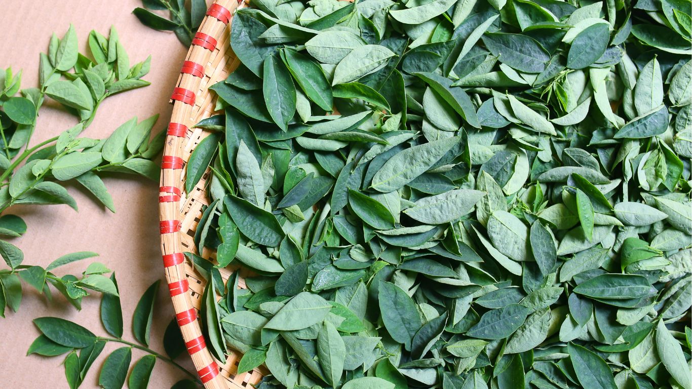 Daun katuk sudah dimanfaatkan masyarakat sebagai bahan herbal sejak lama.