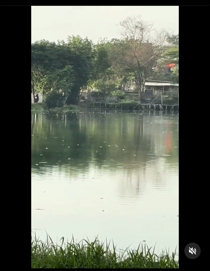 Kondisi Danau Unesa saat ditemukan ribuan ikan mati. (IST)