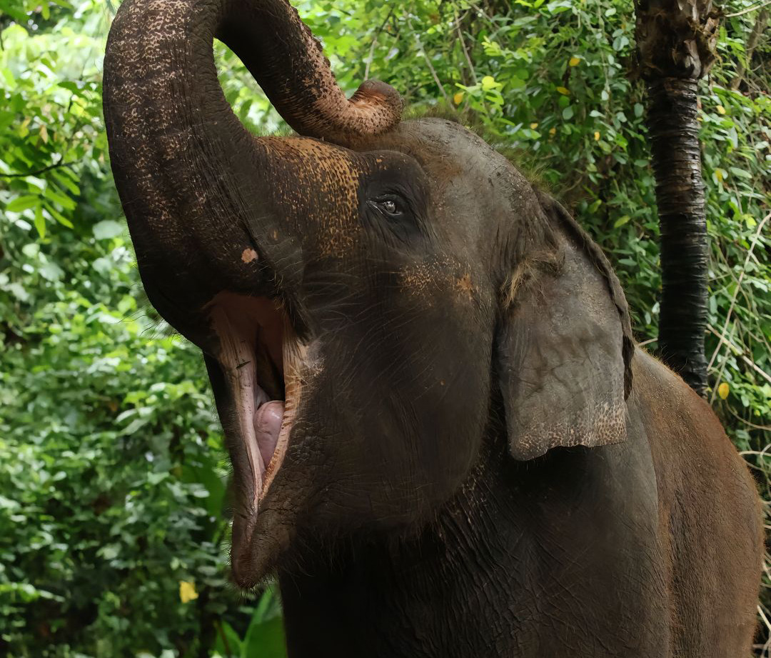Molly, gajah Sumatera betina berusia 45 tahun koleksi kesayangan Bali Zoo ditemukan mati usai terbawa arus deras sungai Ceng-Ceng, Kabupaten Gianyar, Bali, Selasa (17/12).