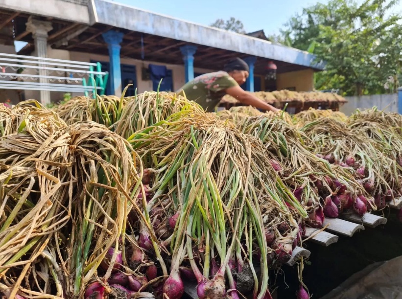 Petani bawang merah menjemur hasil panennya.