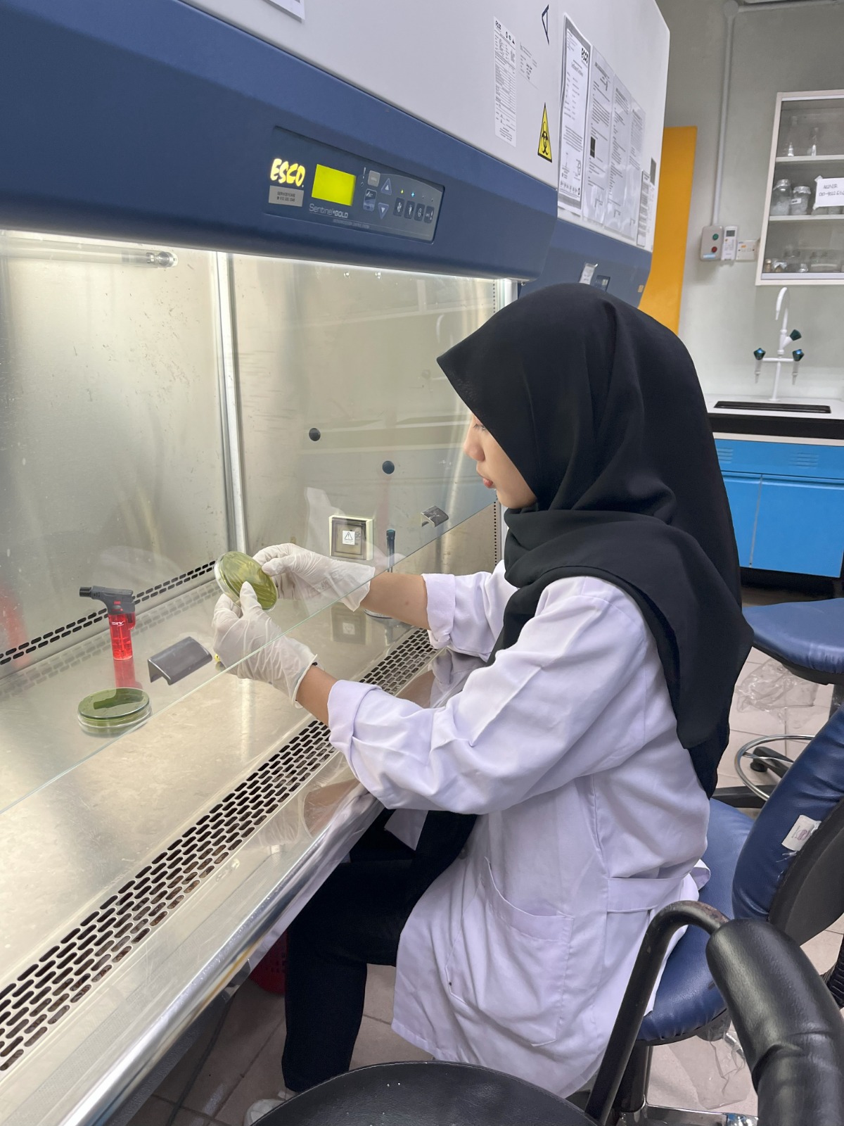 BERMANFAAT: Penelitian yang dilakukan oleh mahasiswa Unair ini mengungkap potensi rumput laut.