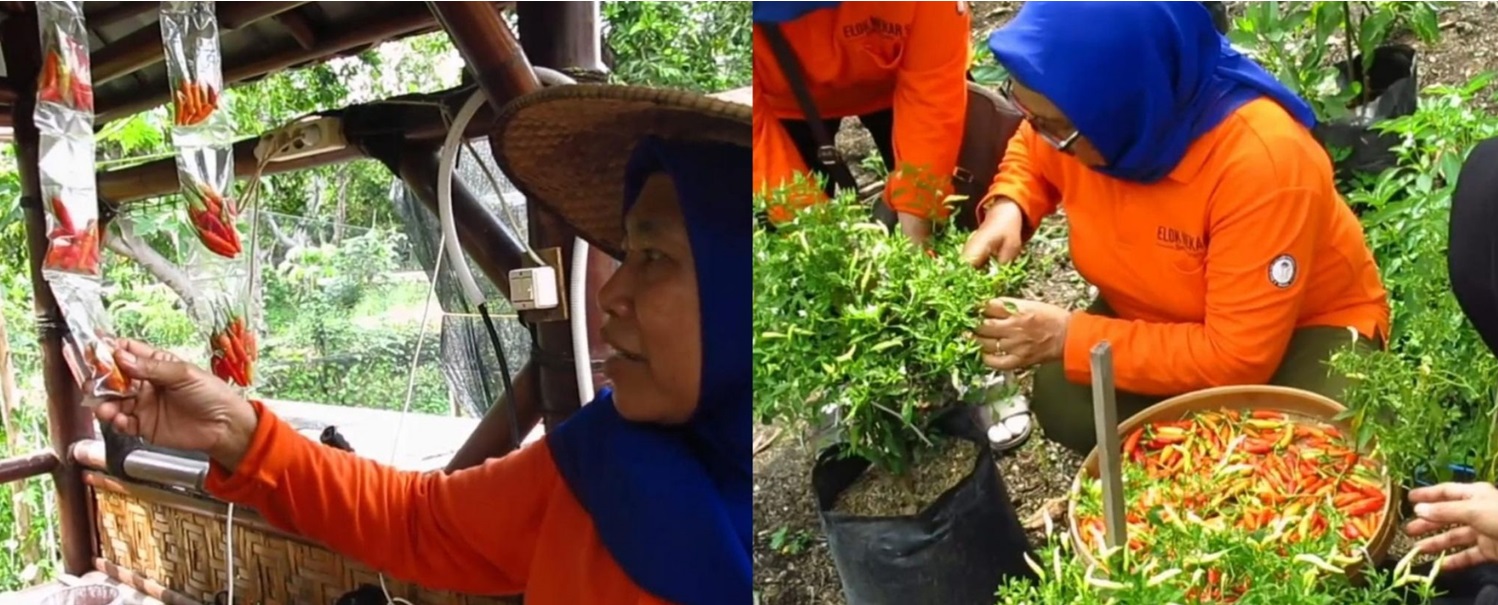 KETAHANAN PANGAN: Warga Semolowaru Elok, Surabaya berinovasi menanam cabai di lahan kosong dan menjual cabai rawit sachet di tengah melonjaknya harga cabai.