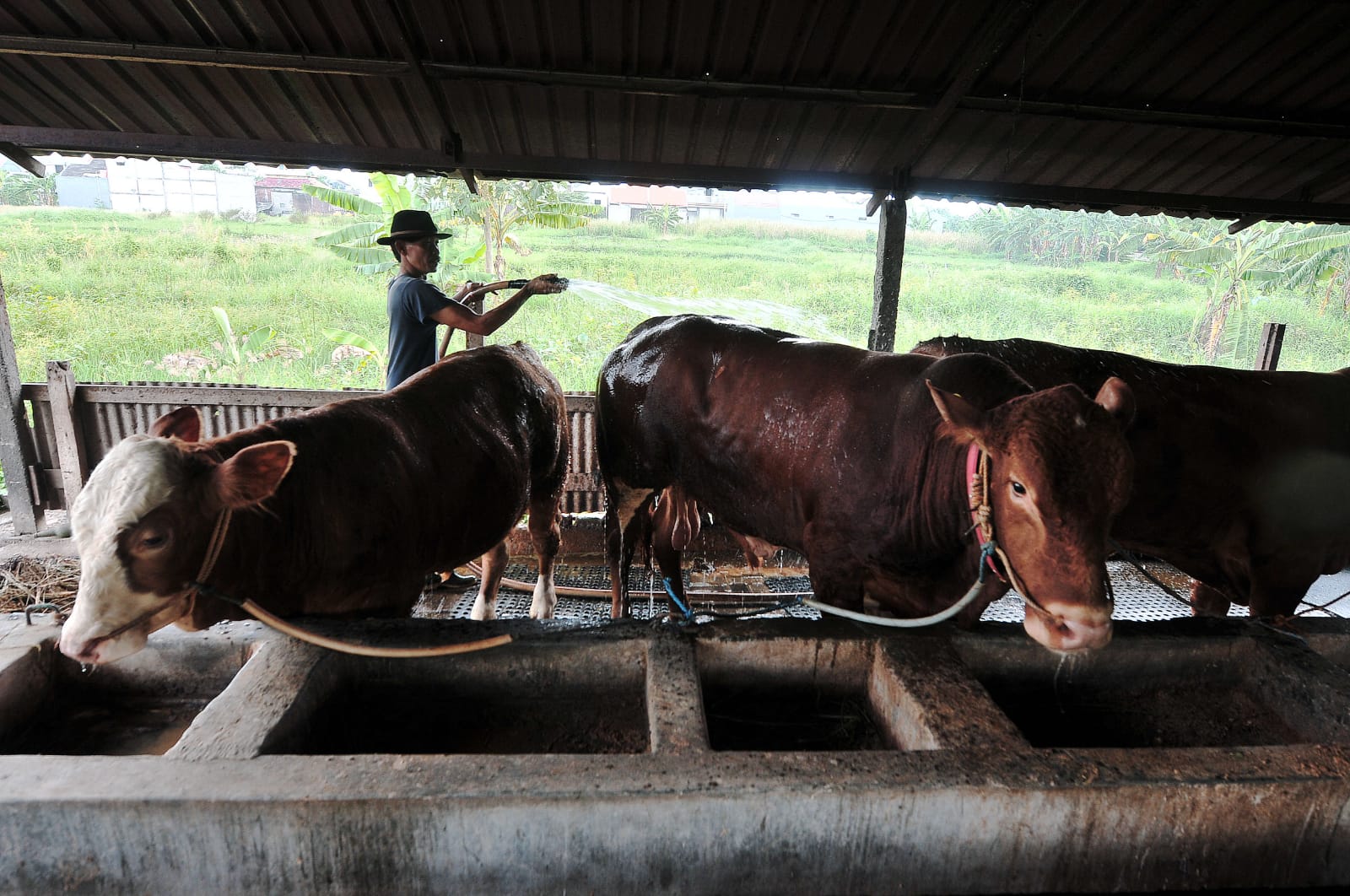 JAGA KEBERSIHAN: Sapi dan kandangnya rutin dibersihkan setiap hari di peternak sapi Kawasan Pakal, Surabaya.