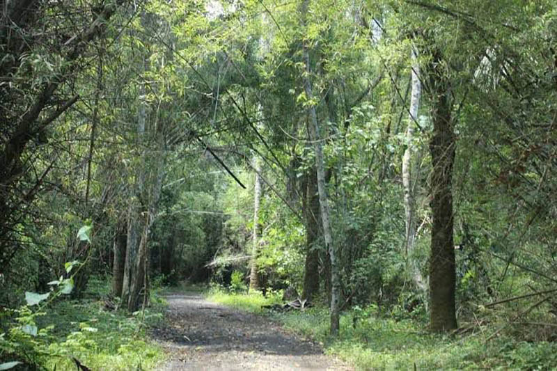 Taman Nasional Alas Purwo.