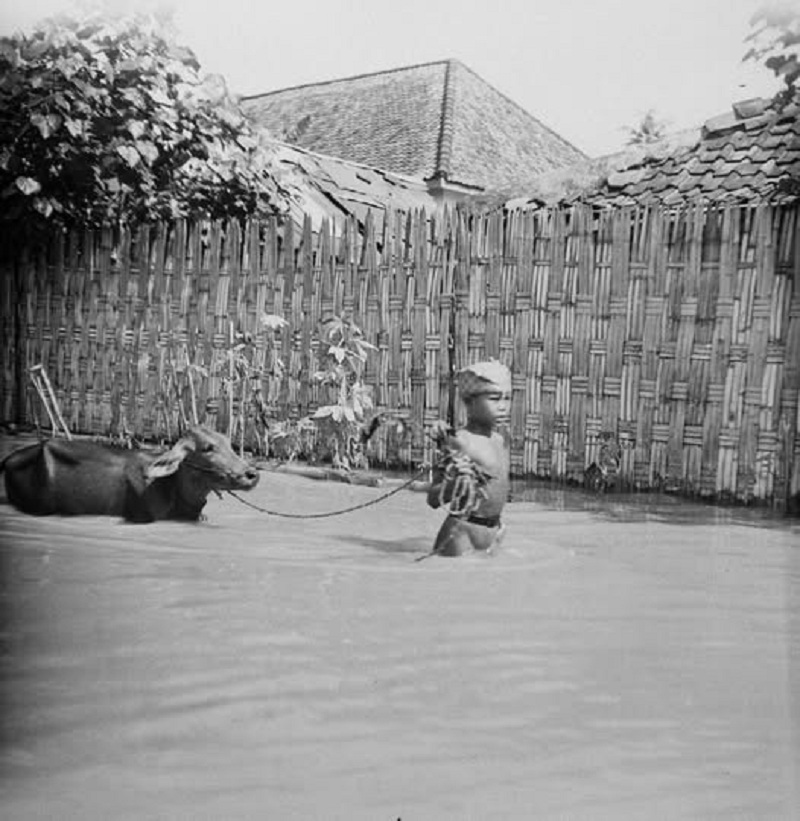 BUKAN MASALAH BARU: Seorang anak kecil membawa ternaknya saat terjadi banjir di Surabaya.