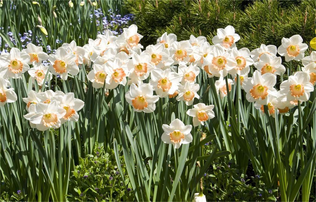 Bunga Narcissus indah menawan.
