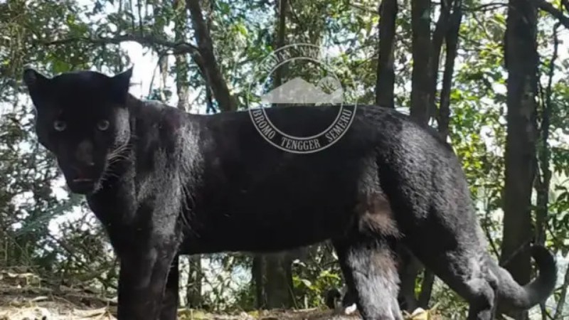 Seekor macan tutul Jawa jenis hitam atau kumbang di hutan TNBTS tertangkap kamera pengintai.