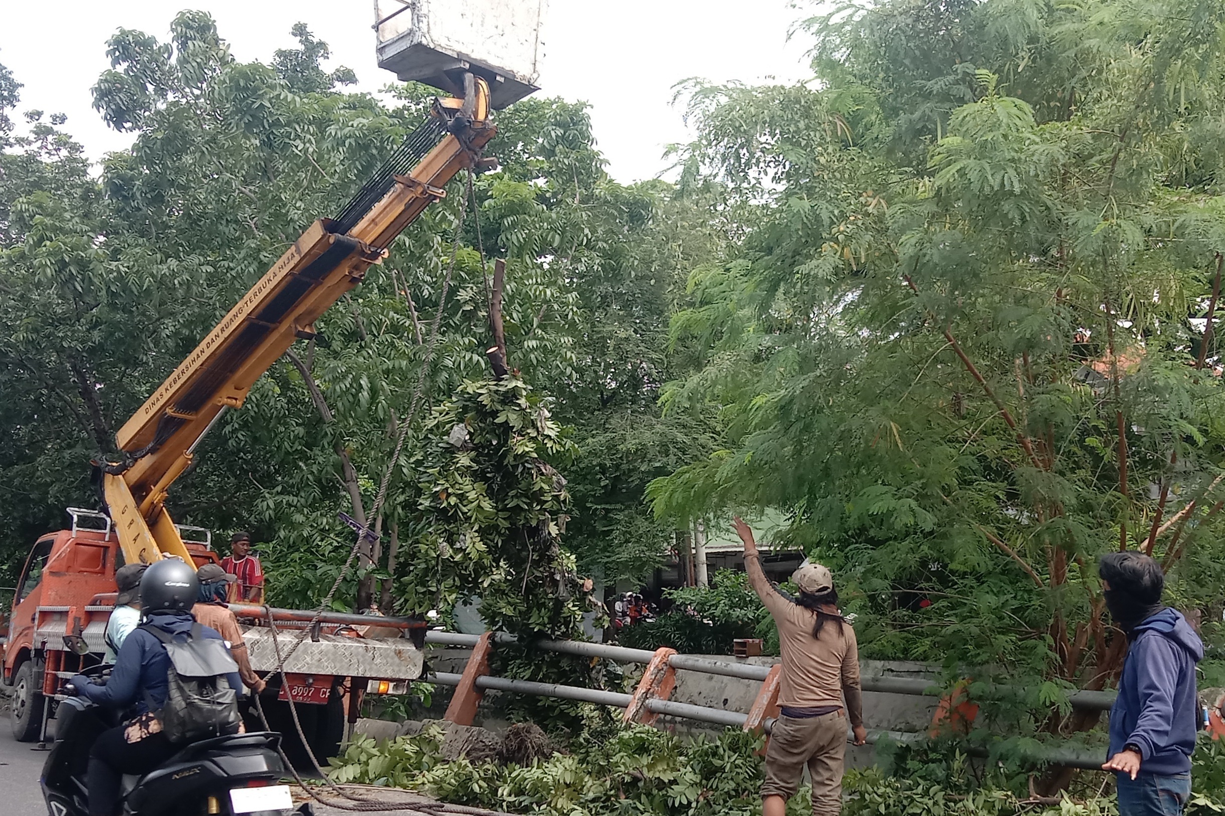 ANTISIPASI: Petugas melakukan perantingan pohon di Jalan Arif Rahman Hakim, Surabaya.&nbsp;